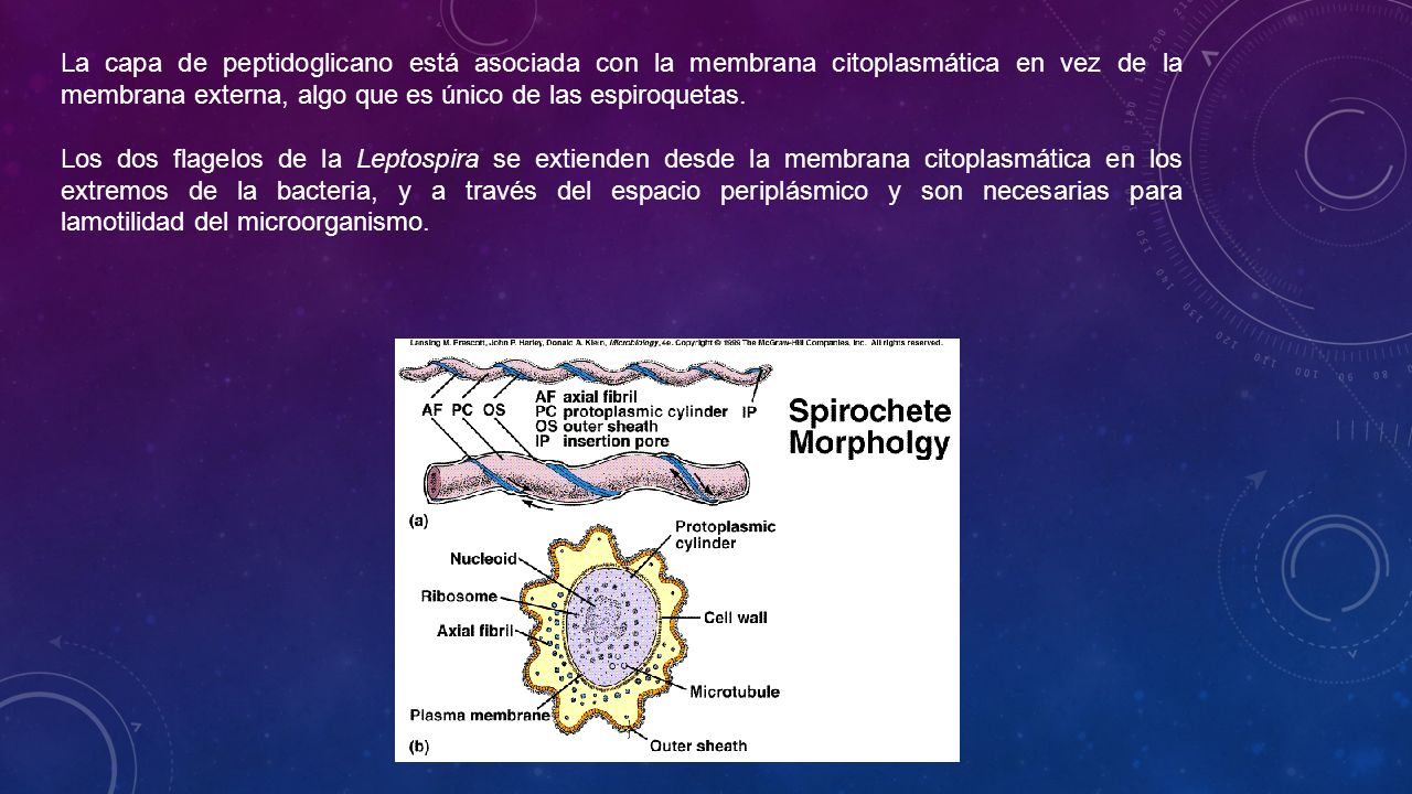 La capa de peptidoglicano está asociada con la membrana citoplasmática en vez de la membrana externa, algo que es único de las espiroquetas.