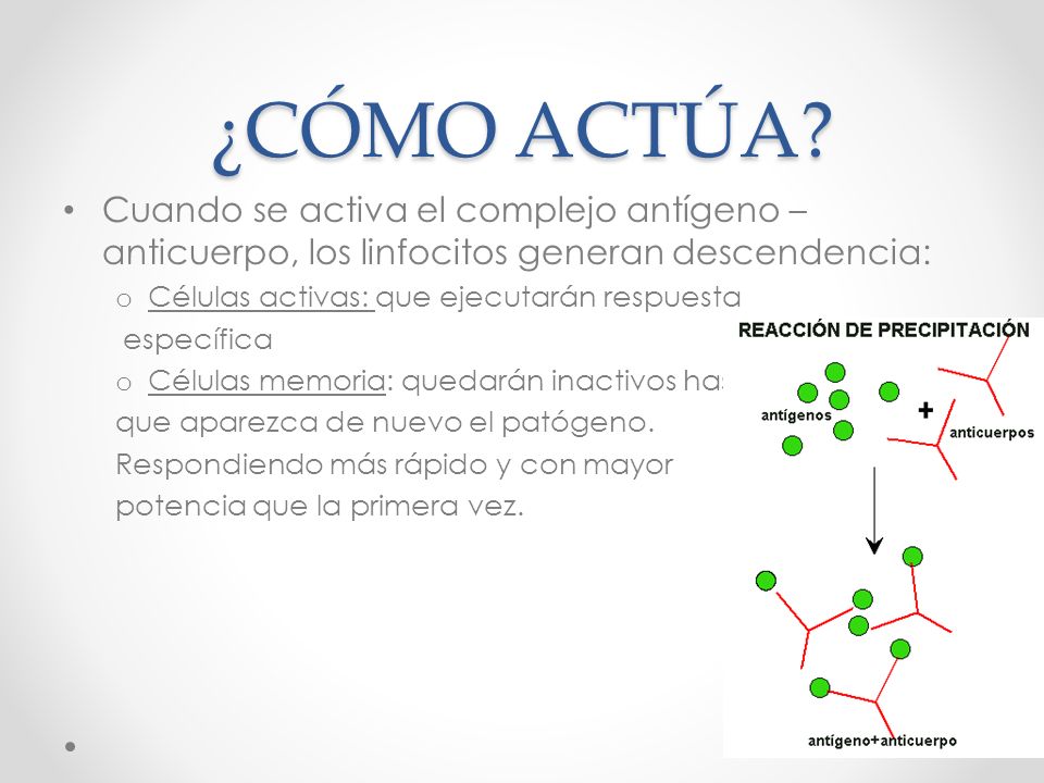 ¿CÓMO ACTÚA Cuando se activa el complejo antígeno – anticuerpo, los linfocitos generan descendencia: