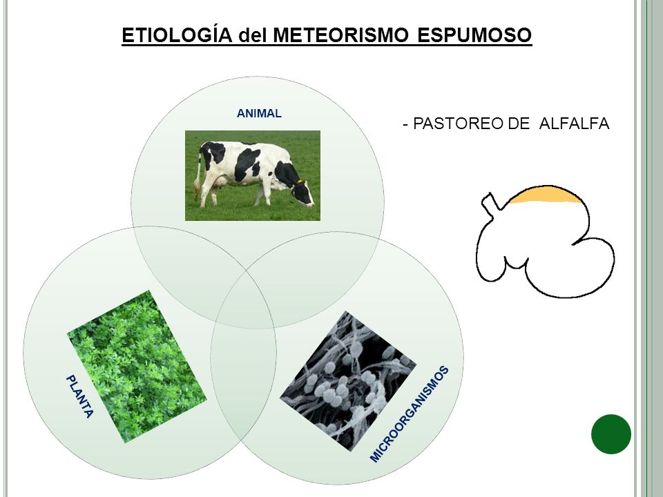 ETIOLOGÍA del METEORISMO ESPUMOSO