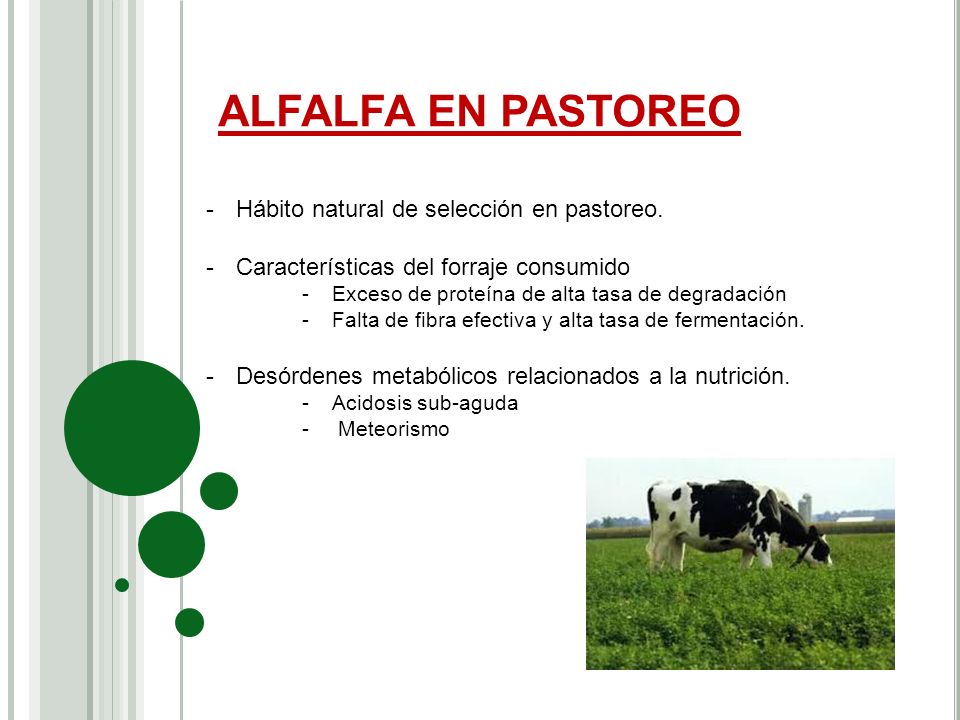 ALFALFA EN PASTOREO Hábito natural de selección en pastoreo.