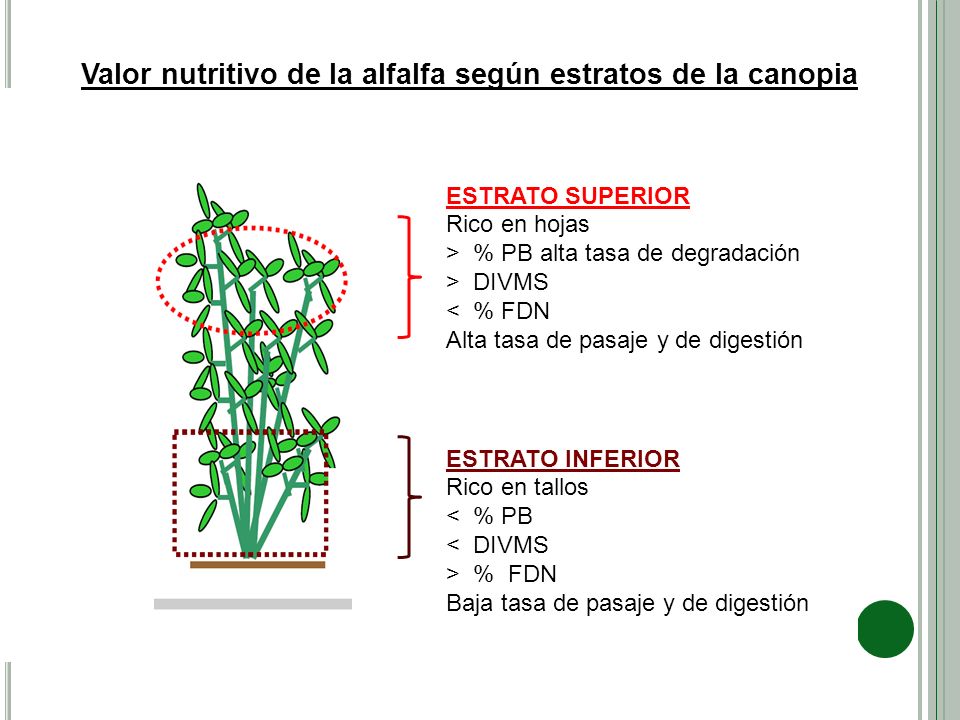Valor nutritivo de la alfalfa según estratos de la canopia