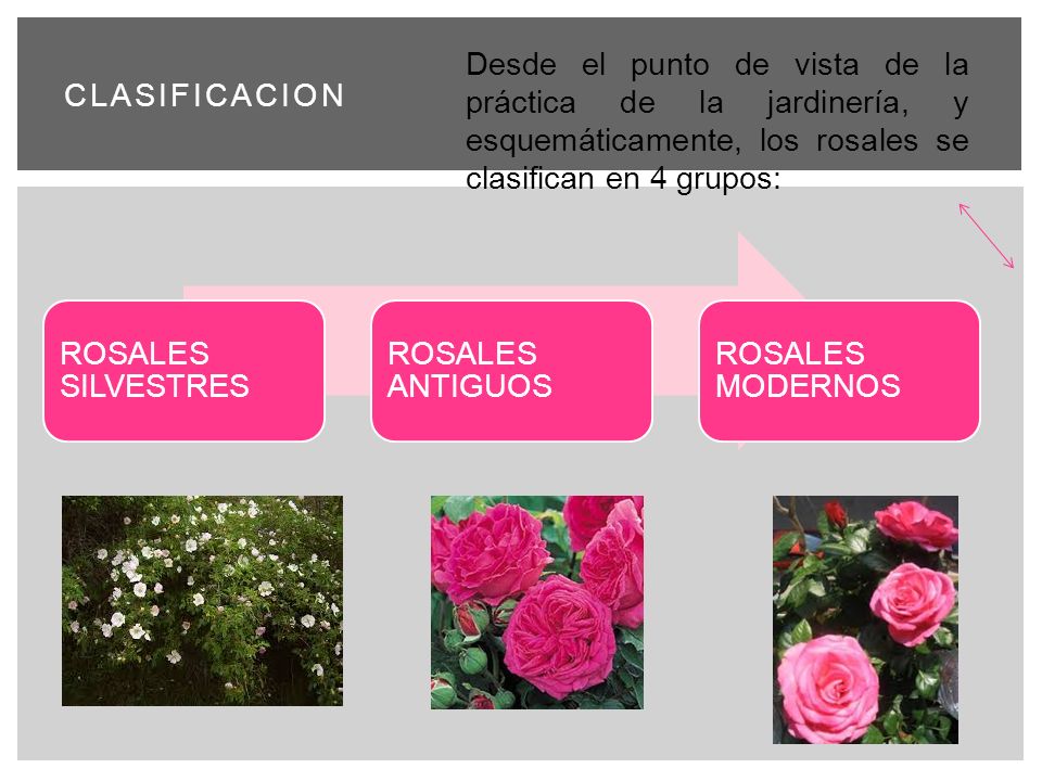 CLASIFICACION Desde el punto de vista de la práctica de la jardinería, y esquemáticamente, los rosales se clasifican en 4 grupos:
