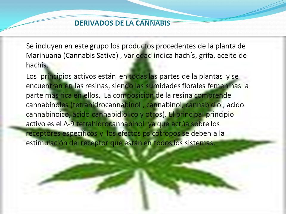DERIVADOS DE LA CANNABIS Se incluyen en este grupo los productos procedentes de la planta de Marihuana (Cannabis Sativa) , variedad indica hachís, grifa, aceite de hachís.