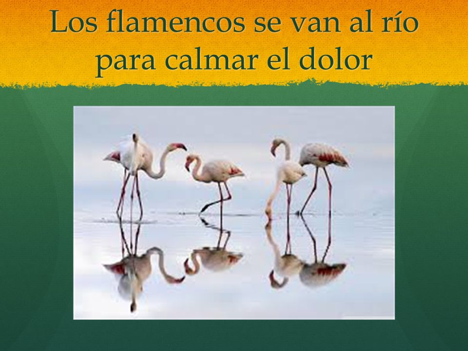 Los flamencos se van al río para calmar el dolor