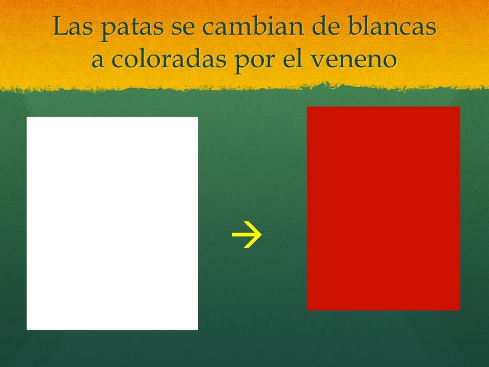 Las patas se cambian de blancas a coloradas por el veneno
