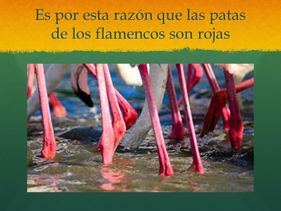 Es por esta razón que las patas de los flamencos son rojas