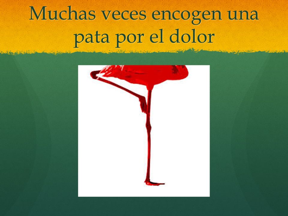 Muchas veces encogen una pata por el dolor