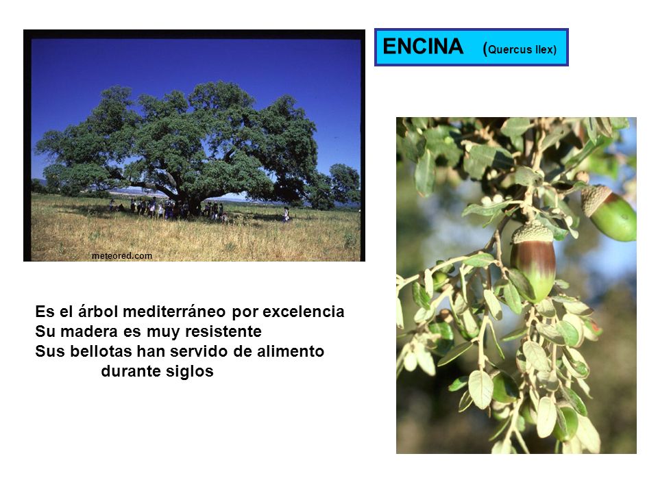 ENCINA (Quercus Ilex) Es el árbol mediterráneo por excelencia