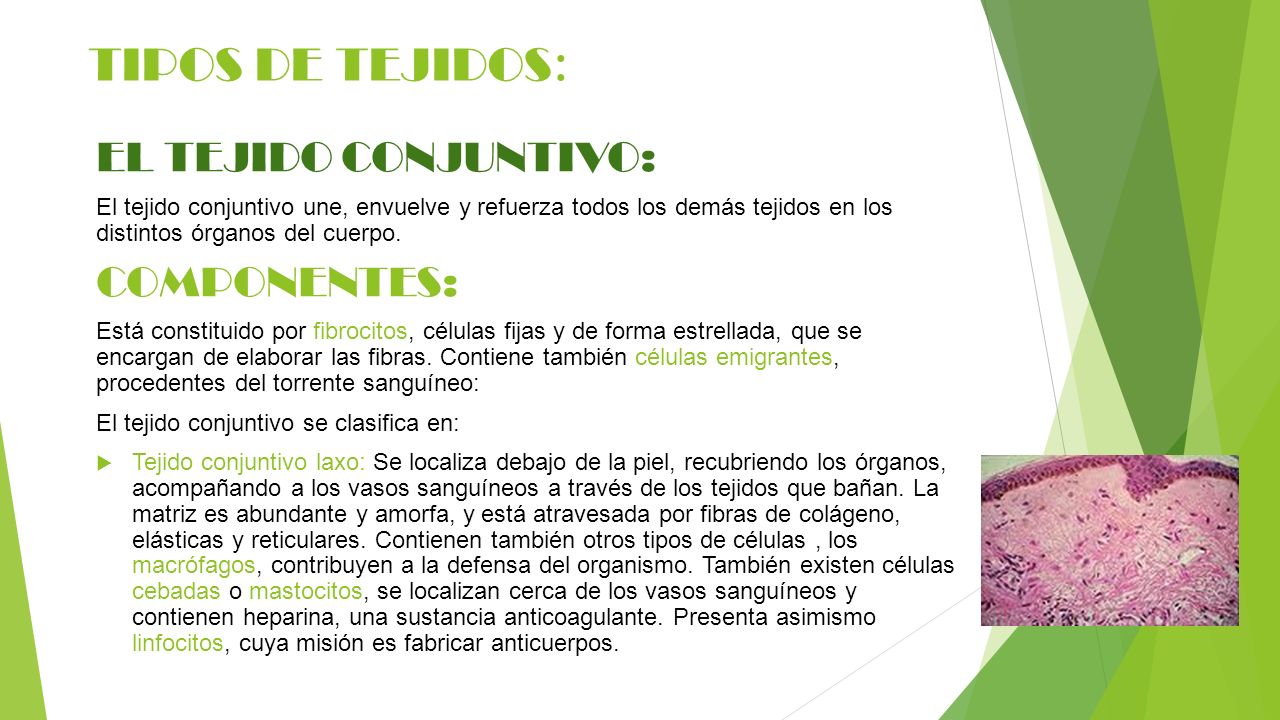 TIPOS DE TEJIDOS: EL TEJIDO CONJUNTIVO: COMPONENTES: