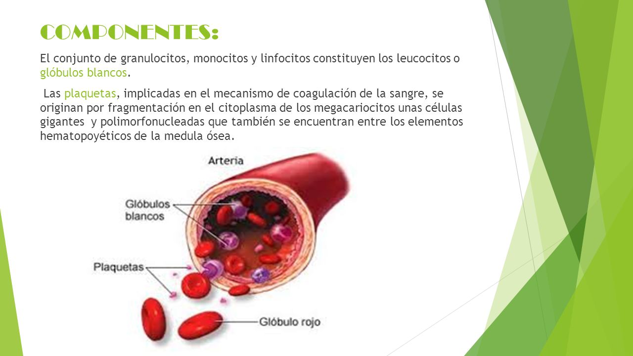 COMPONENTES: El conjunto de granulocitos, monocitos y linfocitos constituyen los leucocitos o glóbulos blancos.