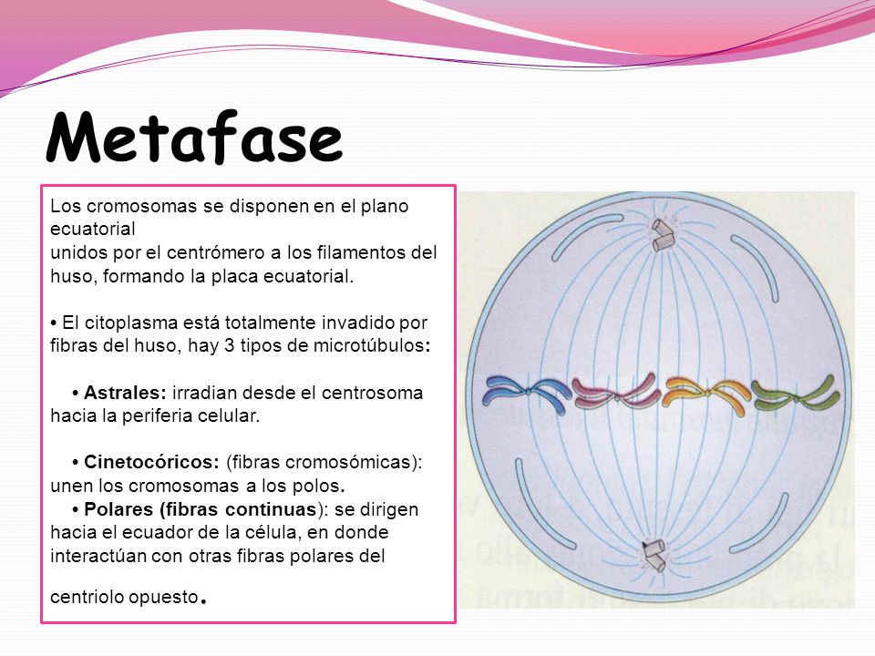 Metafase Los cromosomas se disponen en el plano ecuatorial