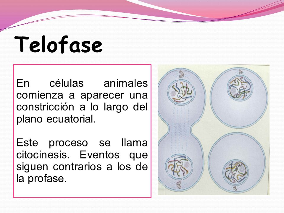 Telofase En células animales comienza a aparecer una constricción a lo largo del plano ecuatorial.