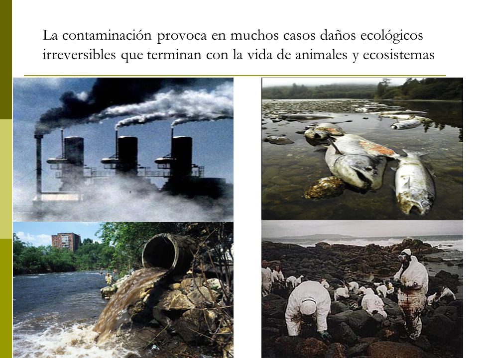 La contaminación provoca en muchos casos daños ecológicos irreversibles que terminan con la vida de animales y ecosistemas