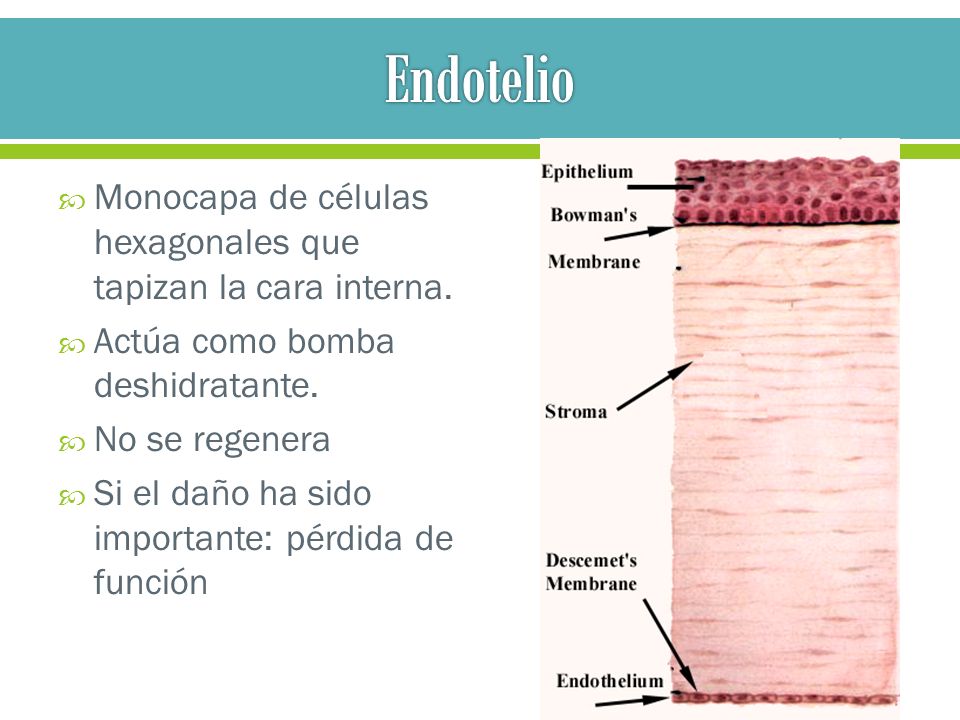Endotelio Monocapa de células hexagonales que tapizan la cara interna.
