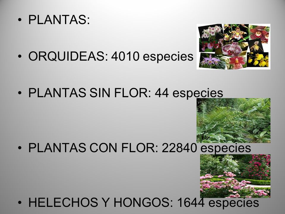 PLANTAS: ORQUIDEAS: 4010 especies. PLANTAS SIN FLOR: 44 especies. PLANTAS CON FLOR: especies.