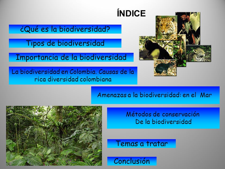 ÍNDICE ¿Qué es la biodiversidad Tipos de biodiversidad