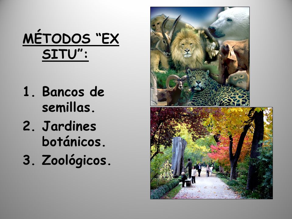 MÉTODOS EX SITU : Bancos de semillas. Jardines botánicos. Zoológicos.