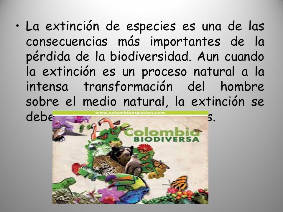 La extinción de especies es una de las consecuencias más importantes de la pérdida de la biodiversidad.
