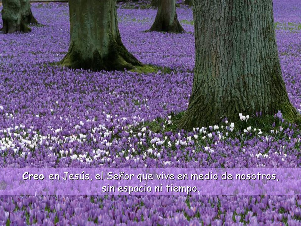 Creo en Jesús, el Señor que vive en medio de nosotros, sin espacio ni tiempo.