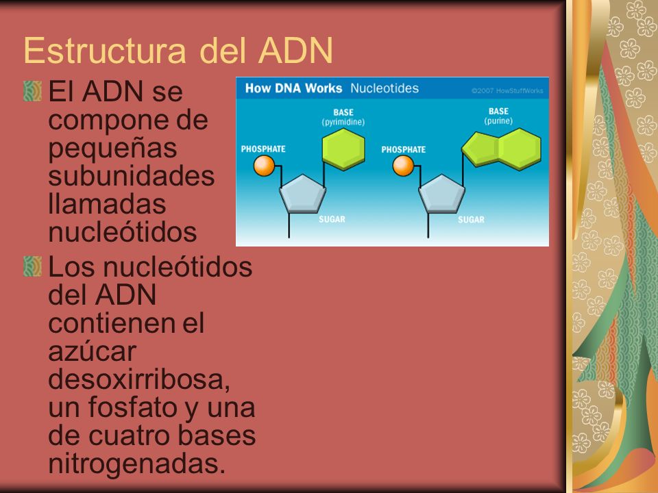Estructura del ADN El ADN se compone de pequeñas subunidades llamadas nucleótidos.
