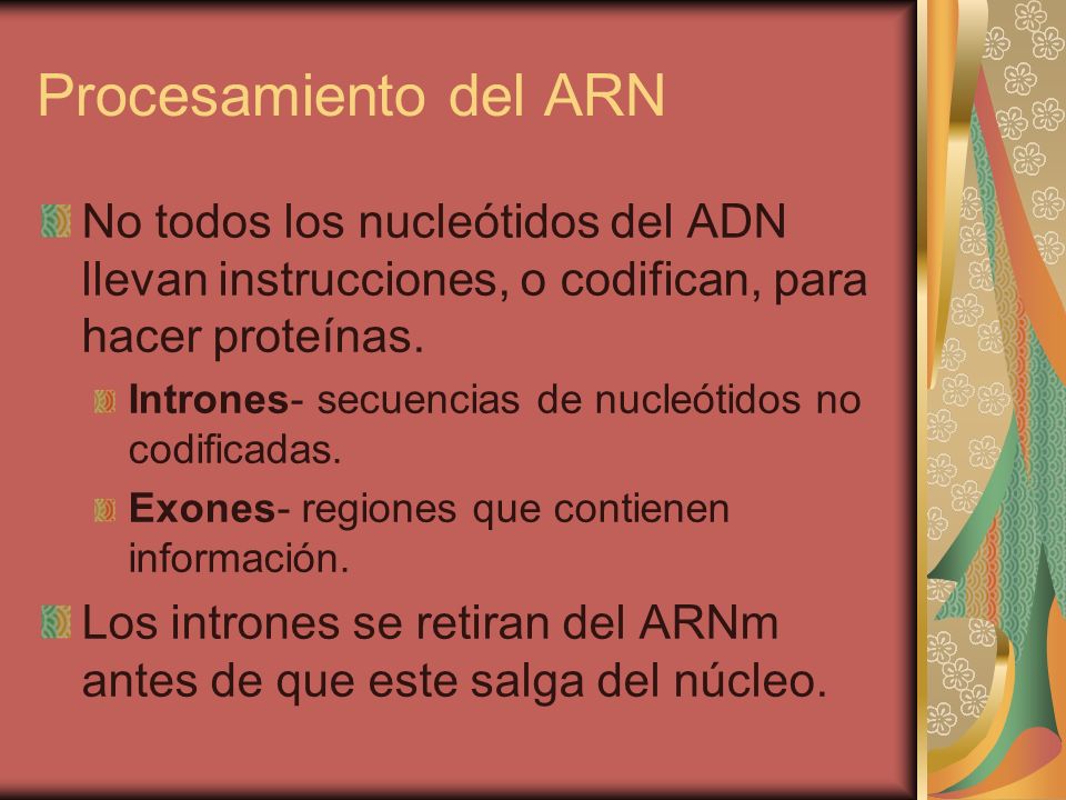 Procesamiento del ARN No todos los nucleótidos del ADN llevan instrucciones, o codifican, para hacer proteínas.