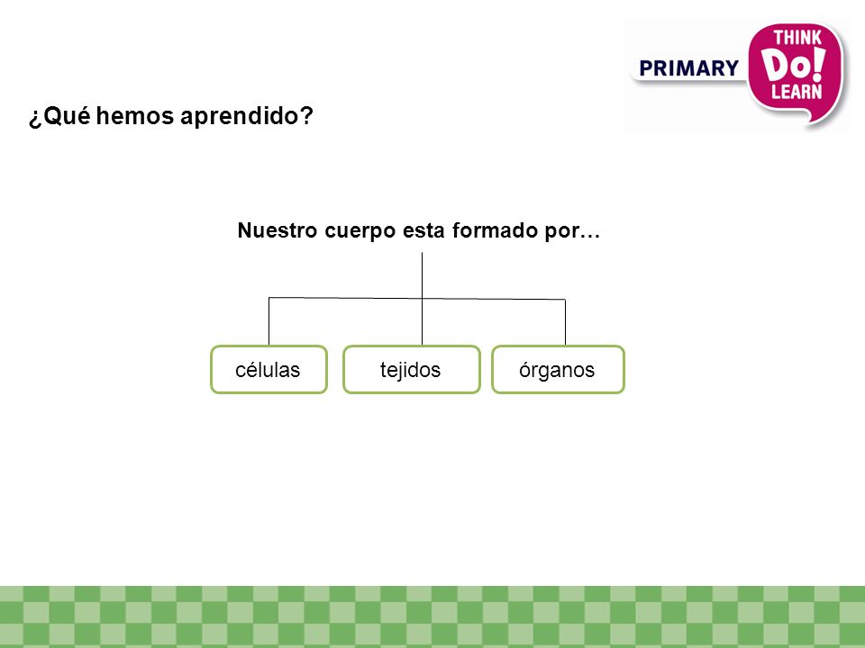 ¿Qué hemos aprendido Nuestro cuerpo esta formado por… células tejidos
