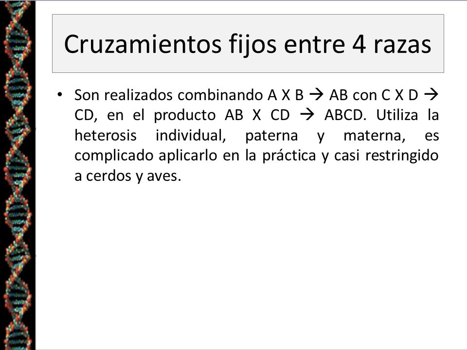 Cruzamientos fijos entre 4 razas