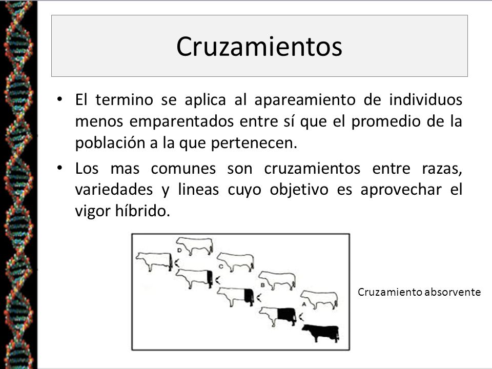 Cruzamientos El termino se aplica al apareamiento de individuos menos emparentados entre sí que el promedio de la población a la que pertenecen.