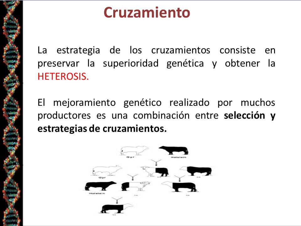 Cruzamiento La estrategia de los cruzamientos consiste en preservar la superioridad genética y obtener la HETEROSIS.