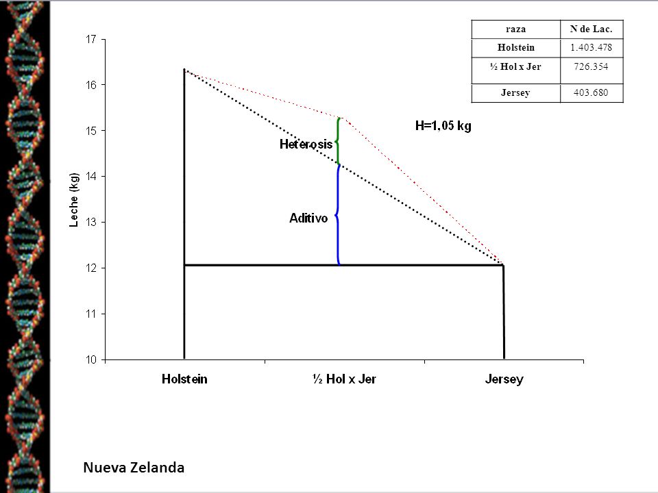 Nueva Zelanda raza N de Lac. Holstein ½ Hol x Jer