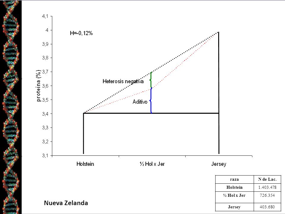 Nueva Zelanda raza N de Lac. Holstein ½ Hol x Jer