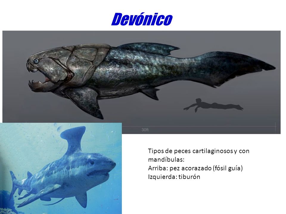 Devónico Tipos de peces cartilaginosos y con mandíbulas: