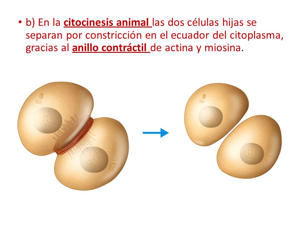 b) En la citocinesis animal las dos células hijas se separan por constricción en el ecuador del citoplasma, gracias al anillo contráctil de actina y miosina.