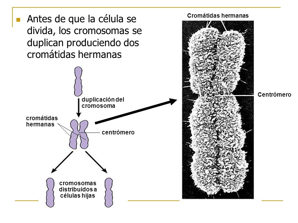 Antes de que la célula se divida, los cromosomas se duplican produciendo dos cromátidas hermanas