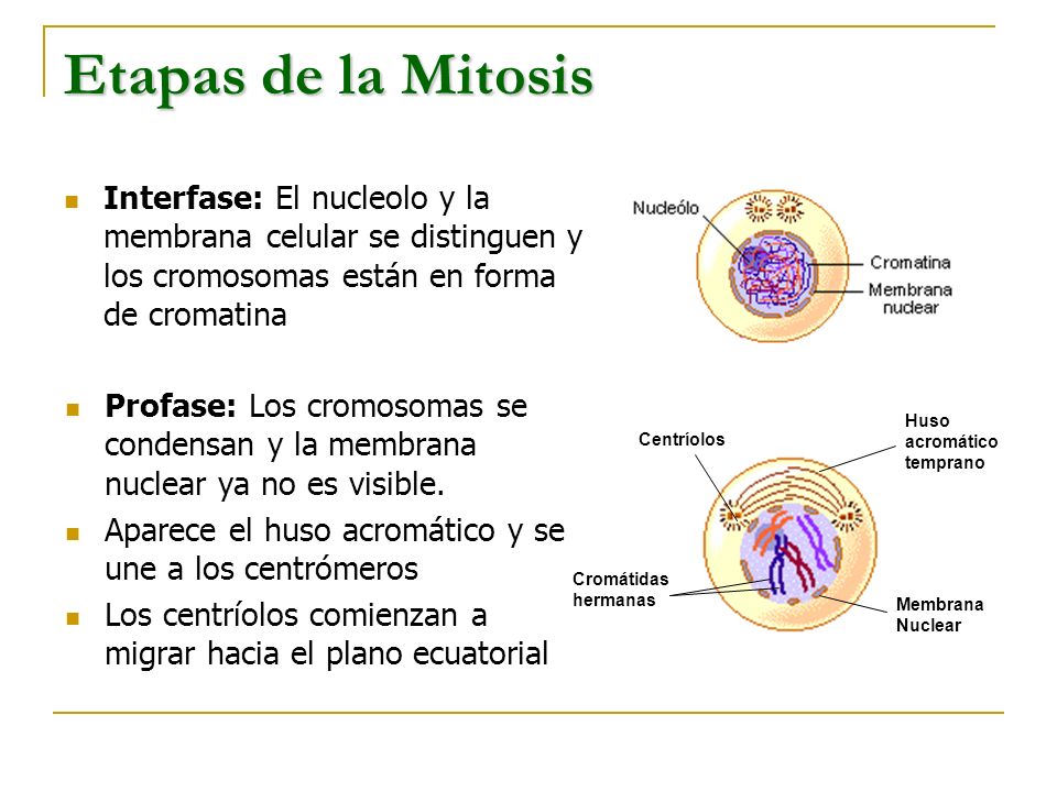 Etapas de la Mitosis Interfase: El nucleolo y la membrana celular se distinguen y los cromosomas están en forma de cromatina.