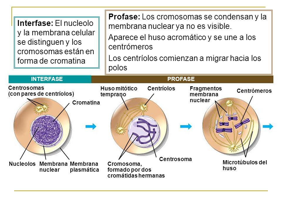 Aparece el huso acromático y se une a los centrómeros