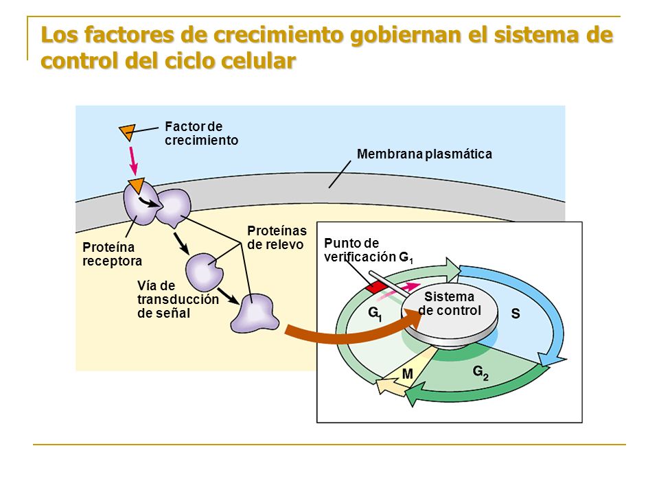 Los factores de crecimiento gobiernan el sistema de control del ciclo celular