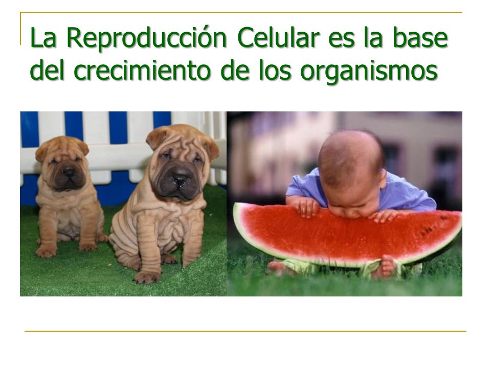 La Reproducción Celular es la base del crecimiento de los organismos
