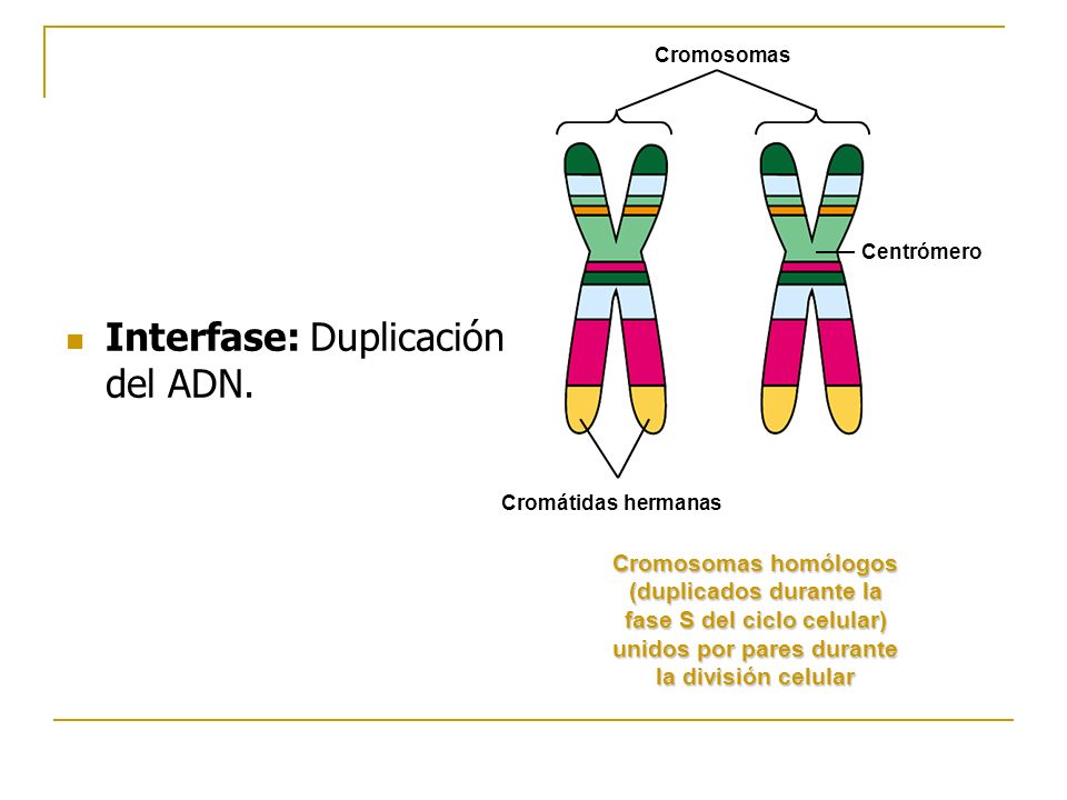 Interfase: Duplicación del ADN.