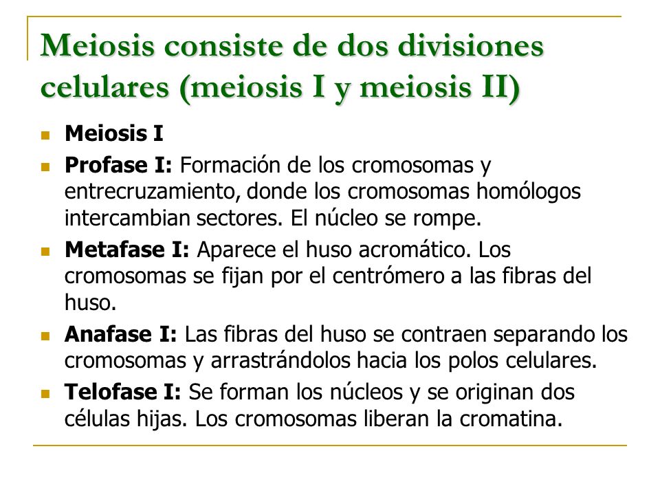 Meiosis consiste de dos divisiones celulares (meiosis I y meiosis II)