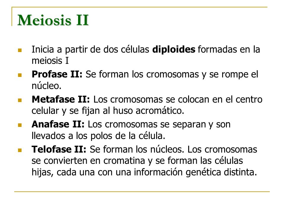 Meiosis II Inicia a partir de dos células diploides formadas en la meiosis I. Profase II: Se forman los cromosomas y se rompe el núcleo.