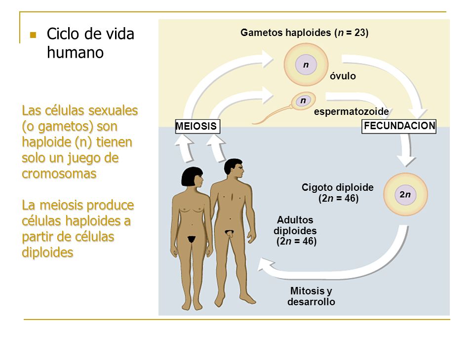 Gametos haploides (n = 23) Adultos diploides (2n = 46)