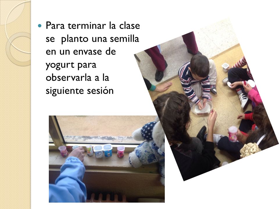 Para terminar la clase se planto una semilla en un envase de yogurt para observarla a la siguiente sesión
