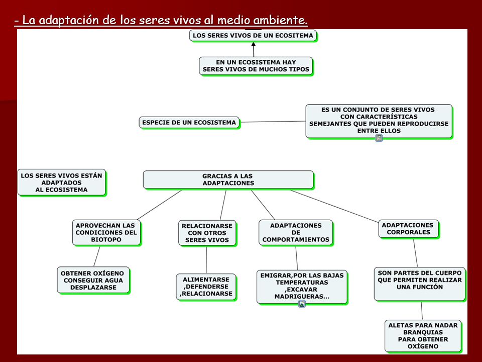 - La adaptación de los seres vivos al medio ambiente.