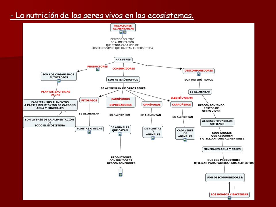 - La nutrición de los seres vivos en los ecosistemas.
