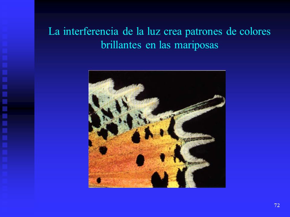 La interferencia de la luz crea patrones de colores brillantes en las mariposas