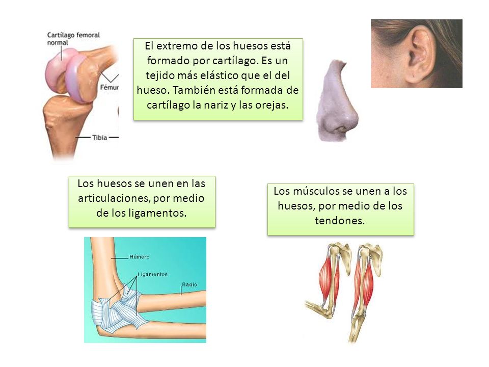 Los huesos se unen en las articulaciones, por medio de los ligamentos.