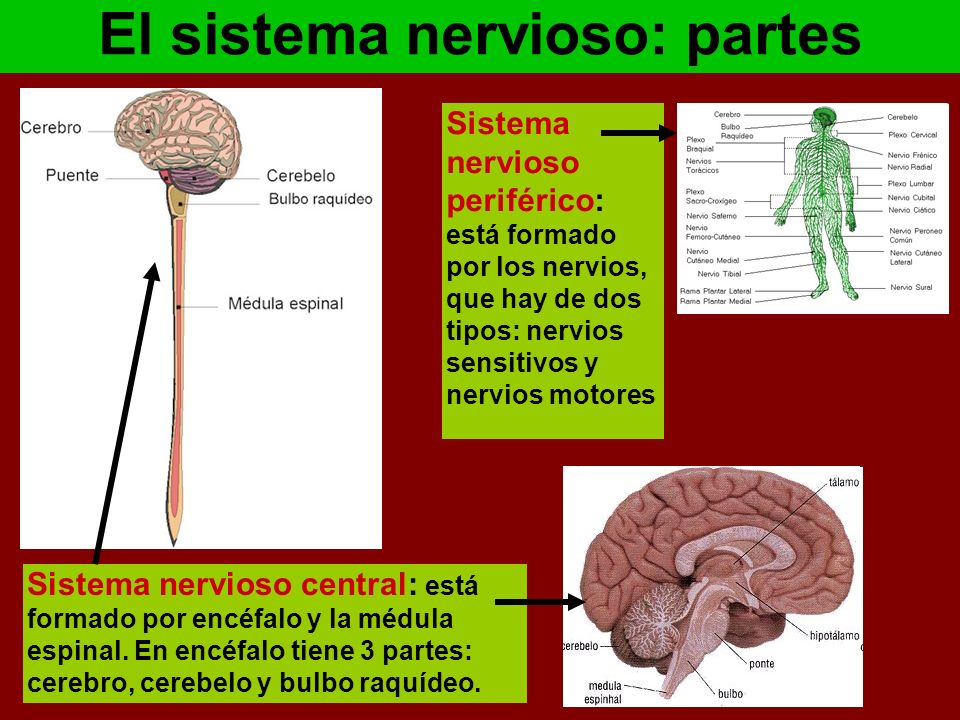 El sistema nervioso: partes