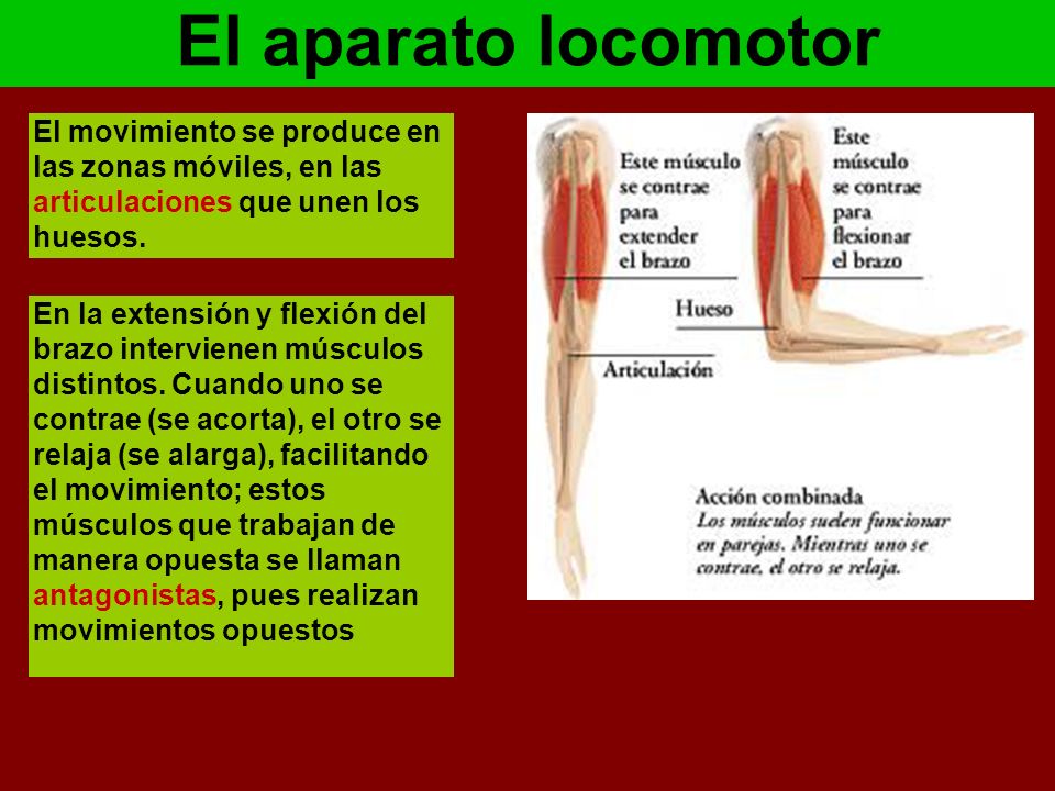 El aparato locomotor El movimiento se produce en las zonas móviles, en las articulaciones que unen los huesos.