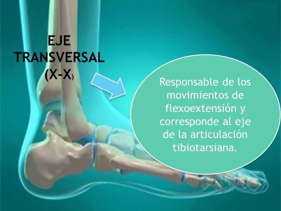 EJE TRANSVERSAL (X-X) Responsable de los movimientos de flexoextensión y corresponde al eje de la articulación tibiotarsiana.